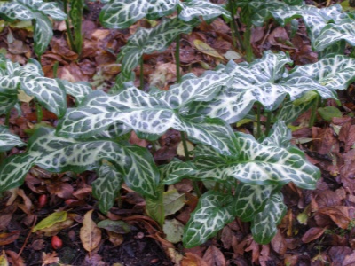 Arum italicum subsp. italicum 'White Winter'